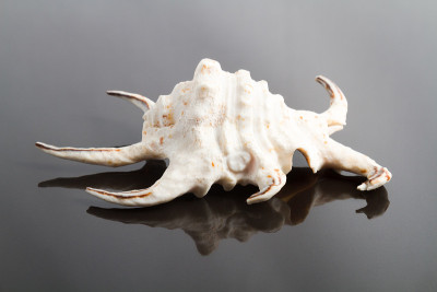 生物贝壳