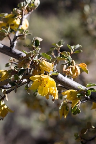 Fremontodendron california bloom - SAN bernardino 