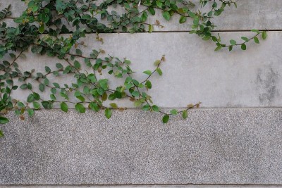 Tridax雏菊。墨西哥雏菊，大衣纽扣或匍匐无花果在水泥墙