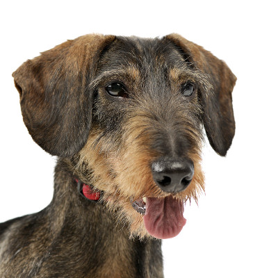 可爱的戈登塞特犬的肖像