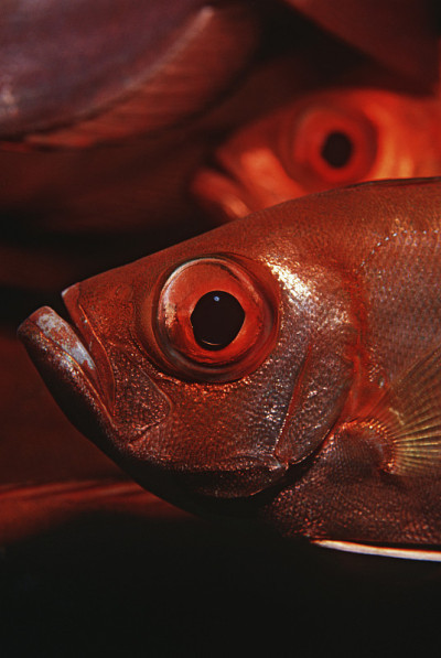 莫桑比克，印度洋，新月尾大眼睛(Priacanthus hamrur)，特写