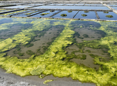 威Saline-Portugal