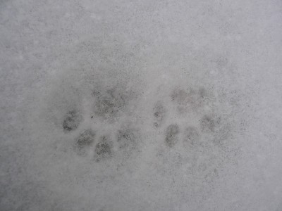 下雪的景色