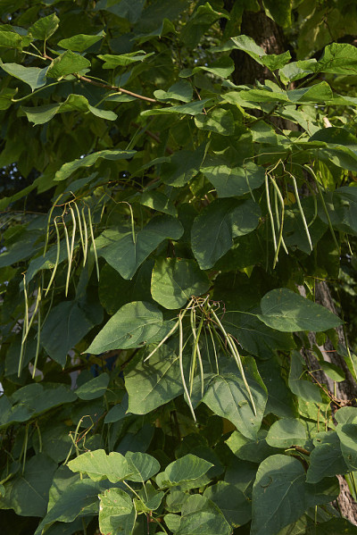 梓bignonioides