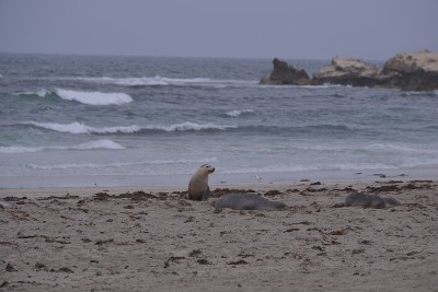 在澳大利亚旅行