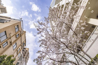 这个城市里樱花盛开