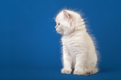 小西伯利亚涅瓦化妆舞会小猫