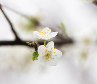 梅花上的花