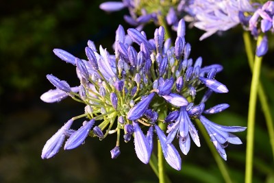 Agapanthus，一种南非蓝百合花