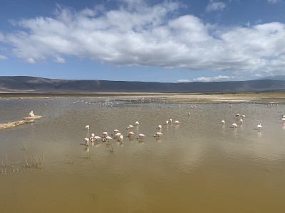 火烈鸟在Ngorongoro