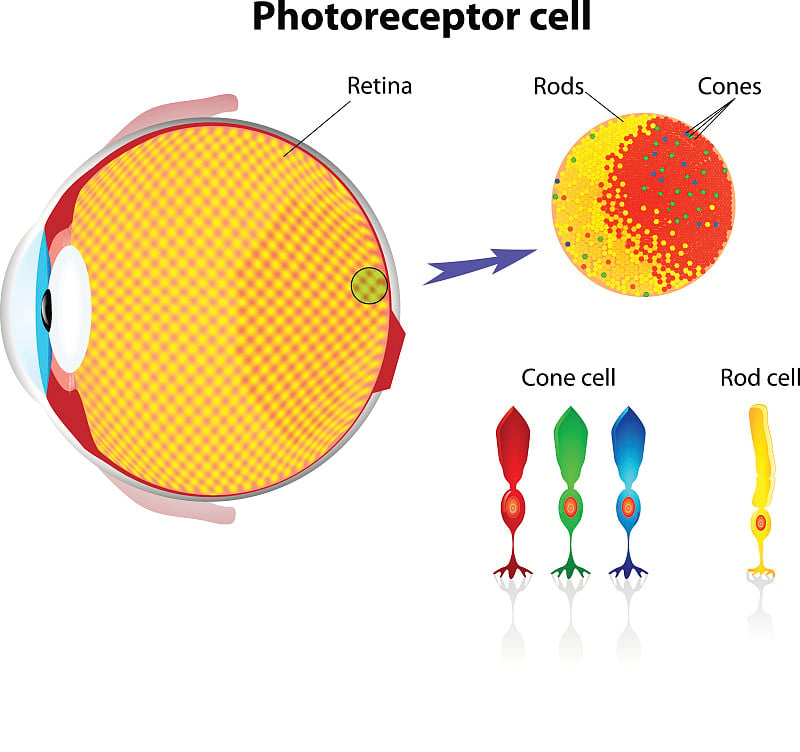 视网膜。视杆细胞和锥细胞。向量