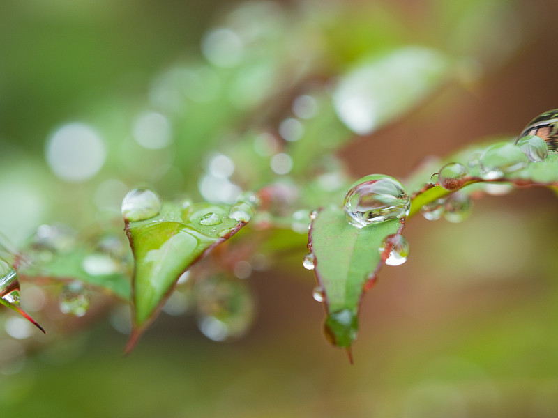 雨滴聚集在树叶上