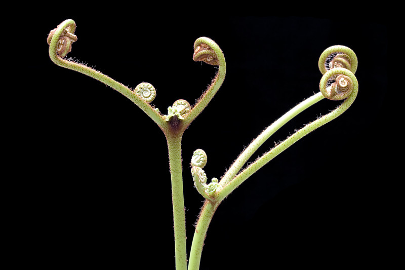 蕨类植物(羊齿类)