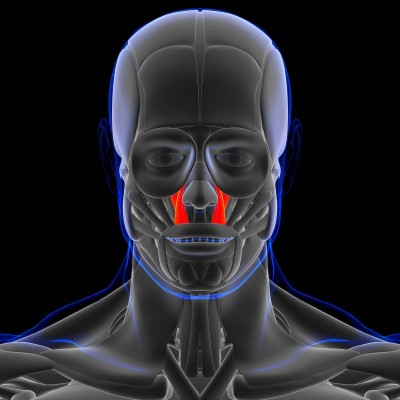 提上唇肌解剖的医学概念3D