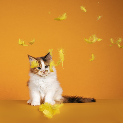 缅因猫的小猫在橙色的背景
