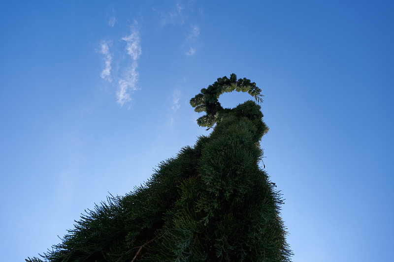 巨杉，钟摆(Hänge-Mammutbaum)。植物斜从下方，蓝色的天空为背景。