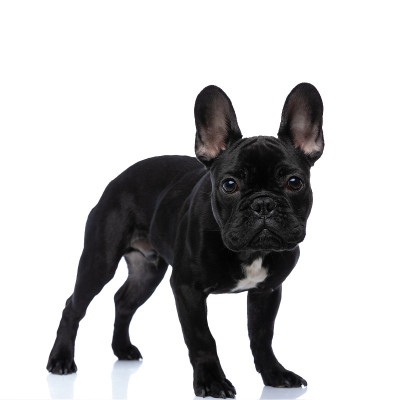 侧面的可爱的小法国斗牛犬小狗摆姿势