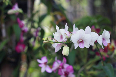 白兰花在园林背景，白花背景
