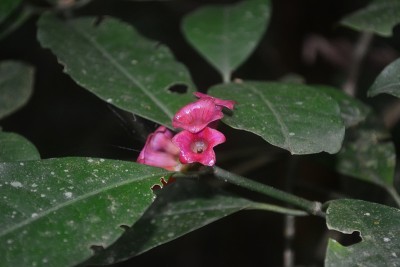 大西洋森林细节