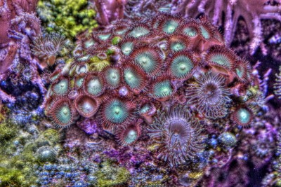 海
