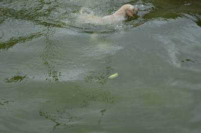 寻回犬