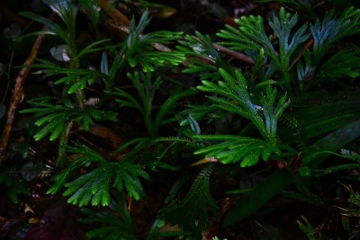 蕨类植物。输入文本的叶形背景图像。