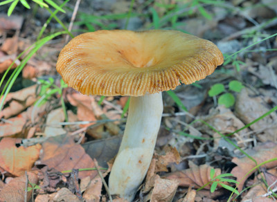 食用菌(红菇)
