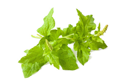 野生菠菜