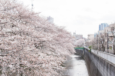 春天樱花盛开在神田河沿岸