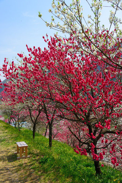 日本长野，池山温泉，桃花盛开