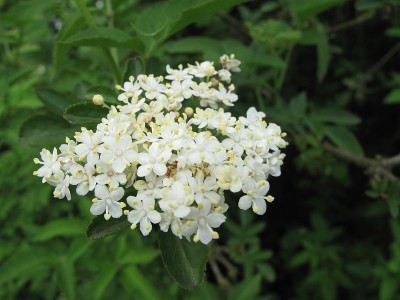 接骨木花