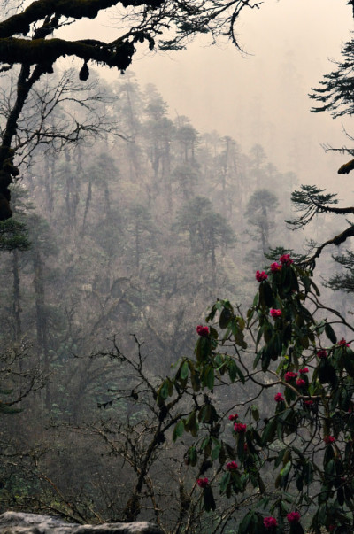杜鹃花森林