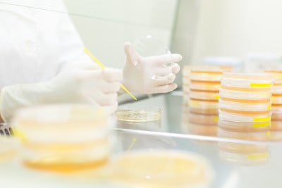 生命科学研究员嫁接细菌。