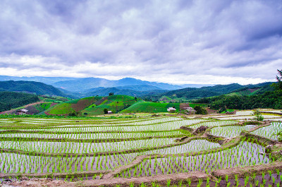阶地稻田