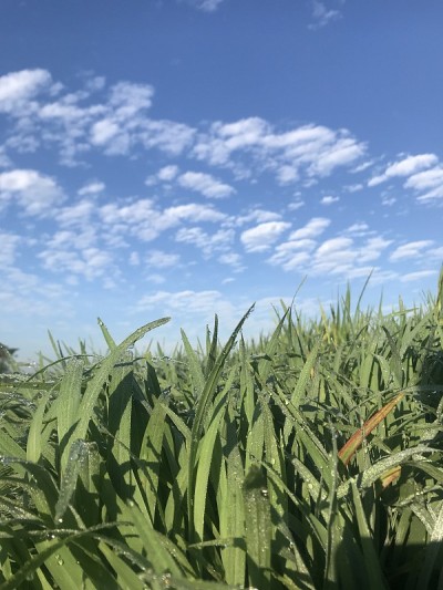 小草蓝天
