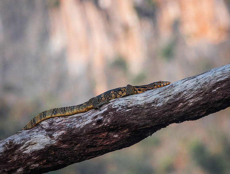 蓝斑树监测仪(Varanus macraei)的分支，泰国