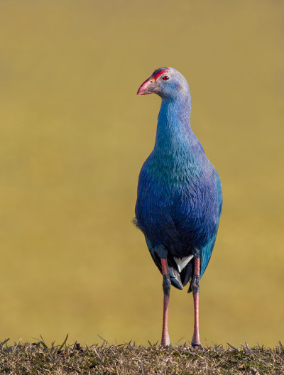 灰色头发swamphen