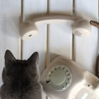 猫叫后说话