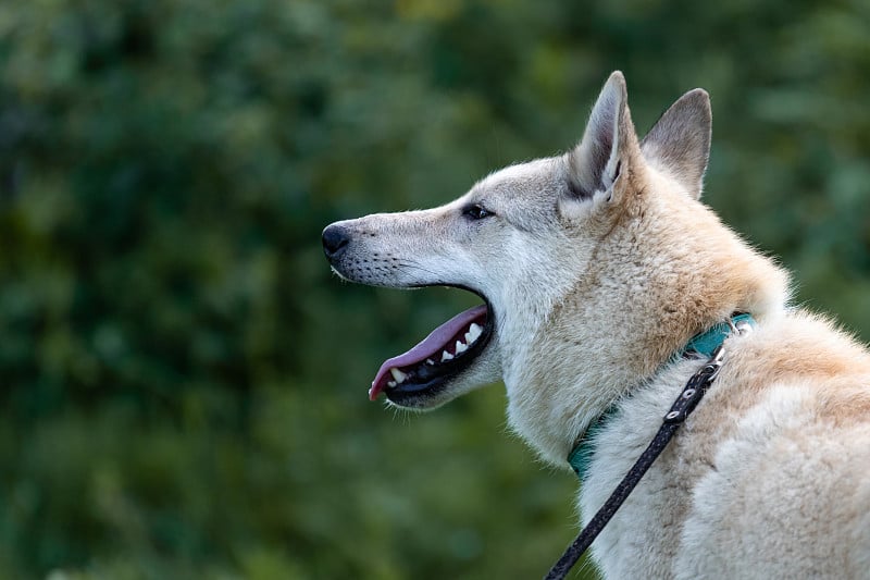 一张西西伯利亚莱卡犬的肖像，在一个模糊的自然和森林的背景上狩猎雄性特写右边和复制空间