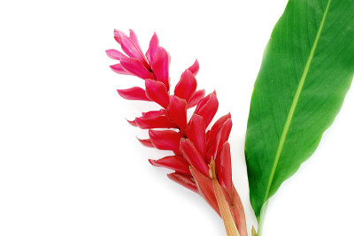 火炬姜花