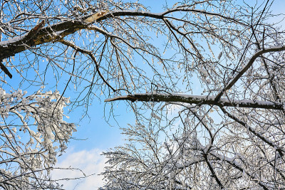 折断的树枝落在电线上。天气崩溃。城市电线上的雪。旧的电缆。