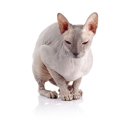 秃头的猫。