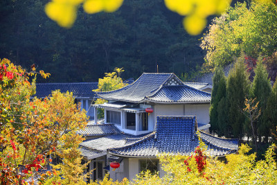 秋天的中国古建筑和银杏树