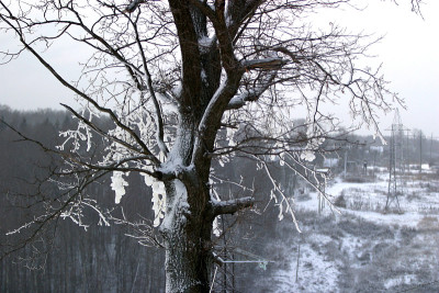 山坡上有棵雪中的树