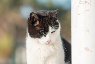 街猫
