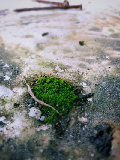 讨厌的苔藓