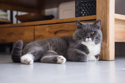 英国灰猫