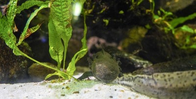 在一些水下植物旁边放松的蝾螈。