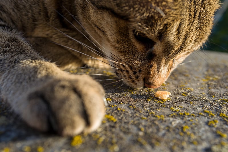 Curius热带草原猫