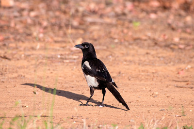 异食癖(喜鹊)-意大利托斯卡纳